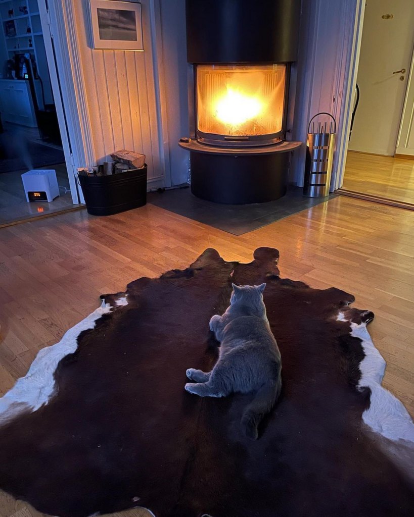 Katt ligger på teppe foran peisen